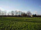 E Field