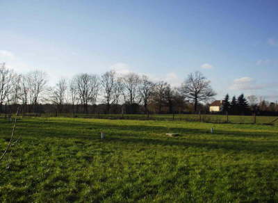 E Field